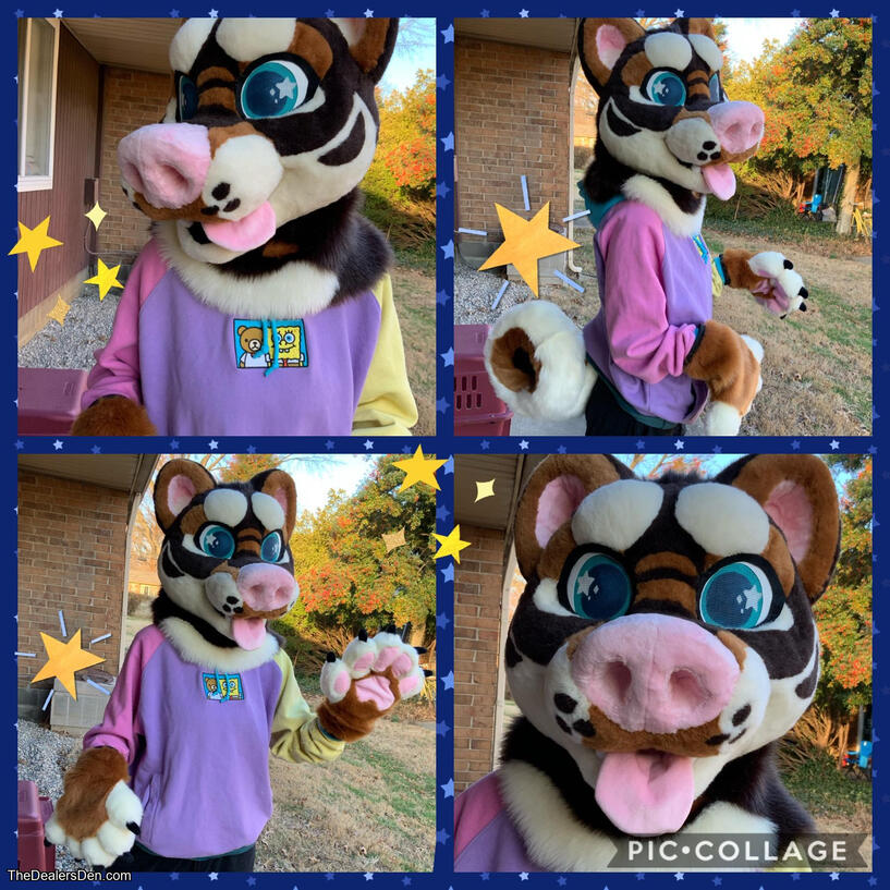 Shiba Premade! Shiba Premade!